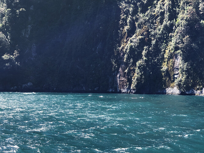 Milford Sound Dolphine.HEIC