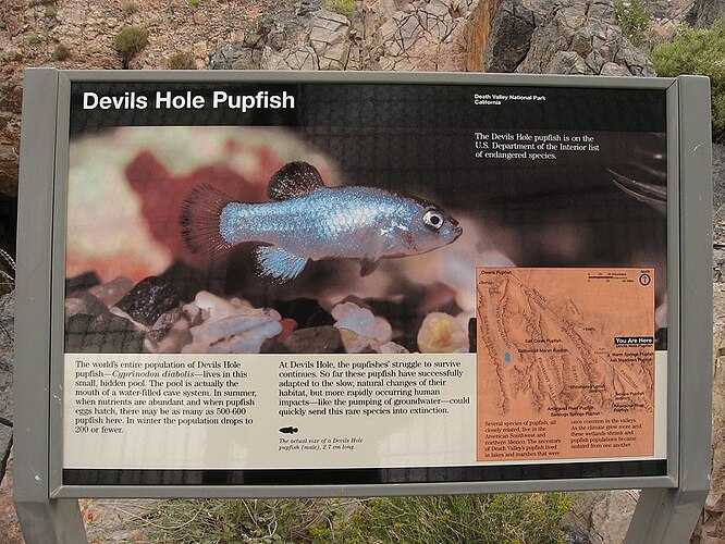 The_Devils_Hole_Pupfish_(5628756233)