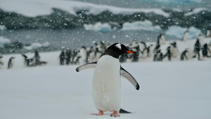 Posing Penguin_WF