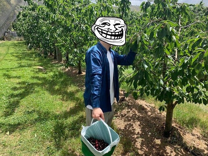 Cheeki Cherries, PYO Orchard 2