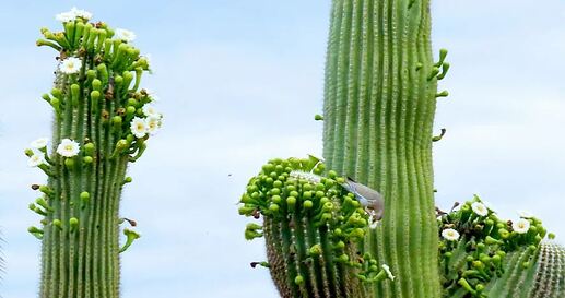 saguaro