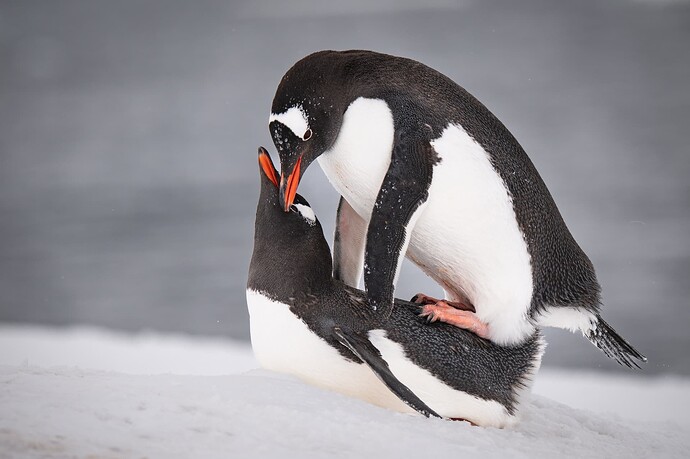 K.thompson.staff.2023-6