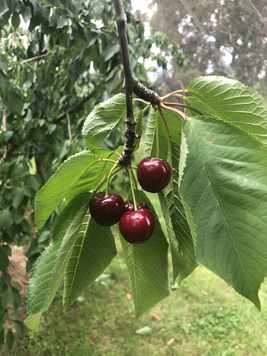 Cheeki Cherries, PYO Orchard 1.HEIC