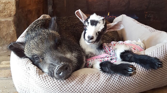 🐗🐐