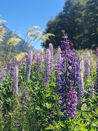 Lupin Eglinton River 2
