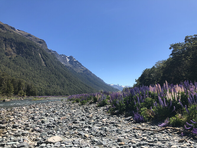 Lupin Eglinton River 1.HEIC