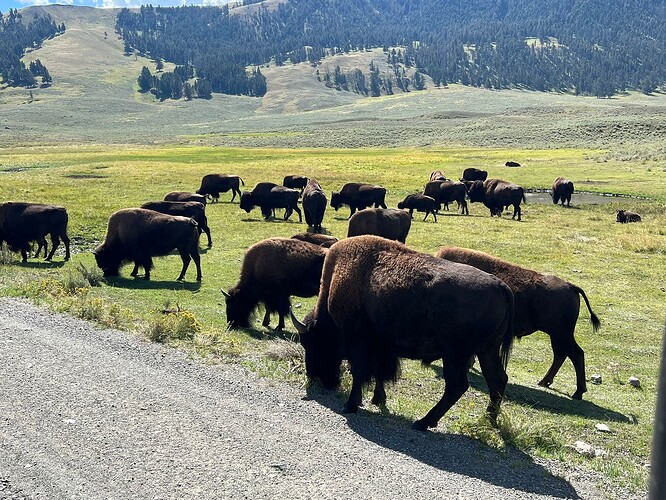 bison