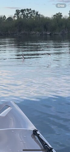 IMG_6661