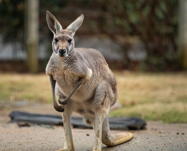 red_kangaroo.d517513.width-1200.fffb47b