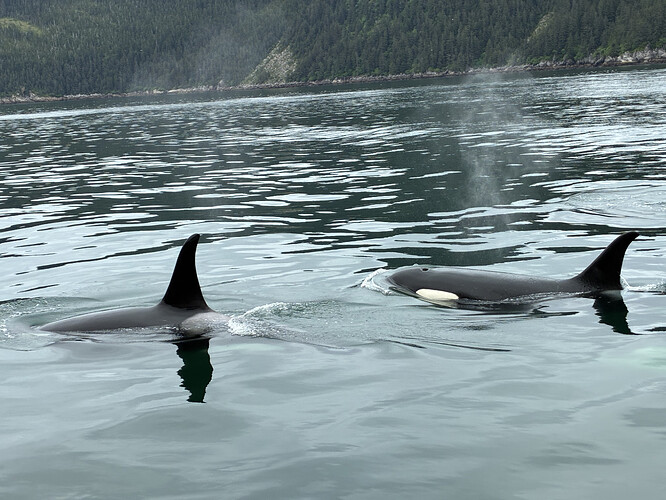 925CF690-EADA-4A9C-90CD-AF1F22B6BF12