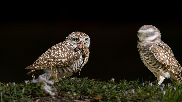 _DSC1287-ARW_DxO_DeepPRIMEXD
