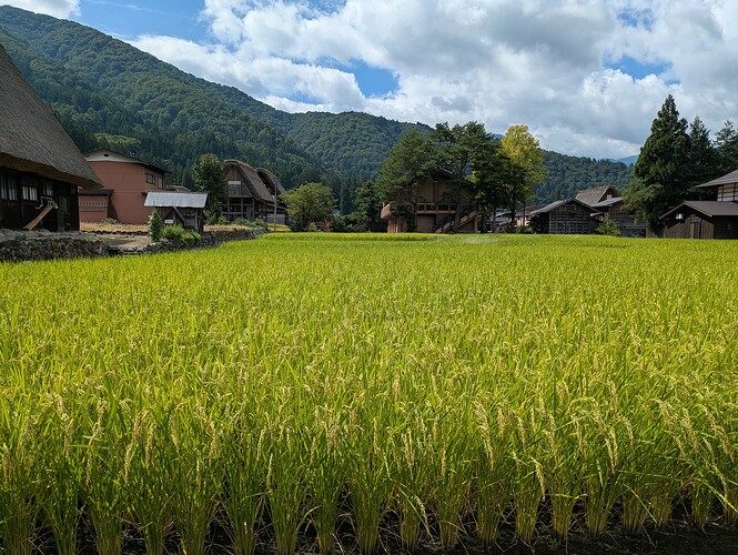 田