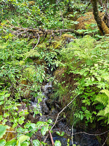 Nugget Falls Trail 小溪