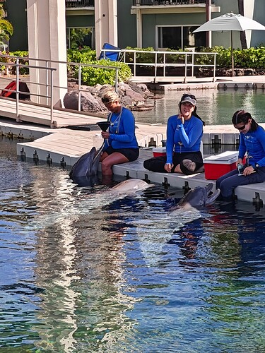 Kahala Dolphin Pool 3