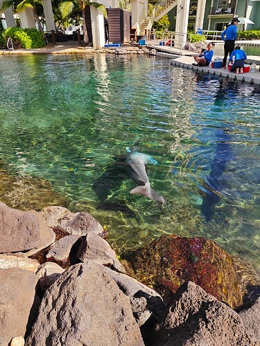 Kahala Dolphin Pool 4