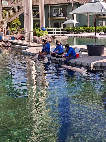 Kahala Dolphin Pool 1