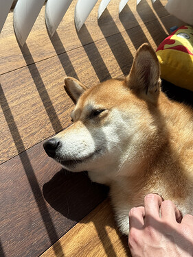 喜欢晒太阳