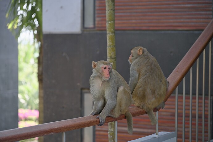 进房间前的小猴子