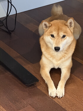 WFH时趴在旁边