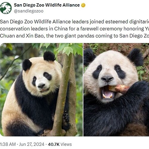 俩大熊猫到sd动物园了- 旅行- 美卡论坛