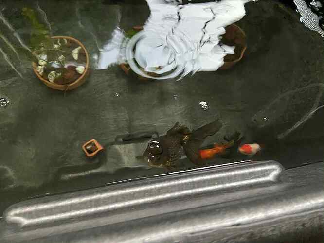 6fb12e2e-9e51-404a-9010-69fc246beb41