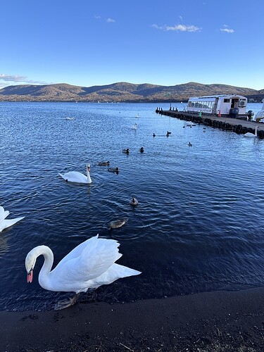 8C4E3F60-9BCE-44C2-805D-C8FF2FC6928A_1_105_c