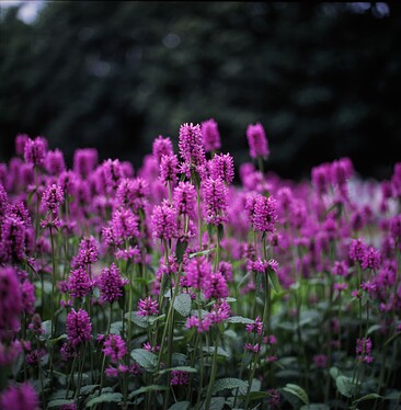 20240815_042009640_iOS