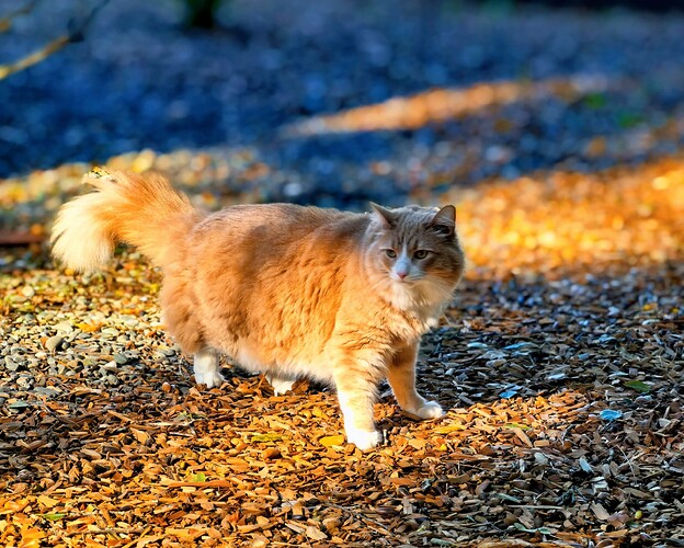 40393a43f5b363aeb80951b9740bb250