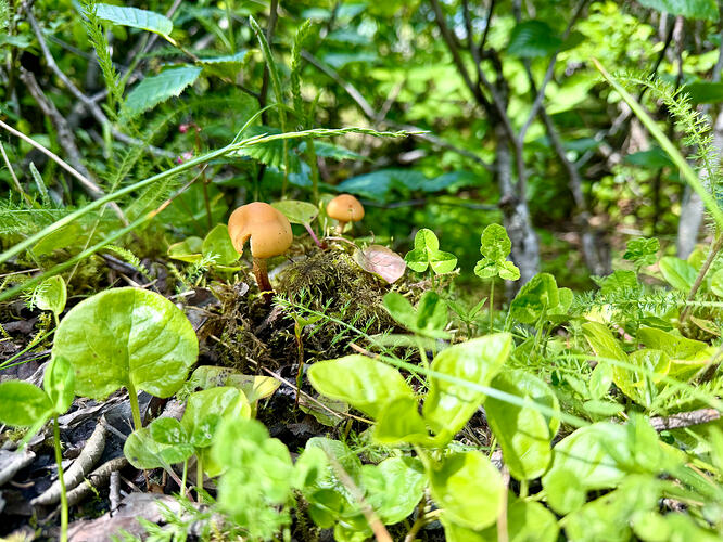 Nugget Falls Trail 小蘑菇