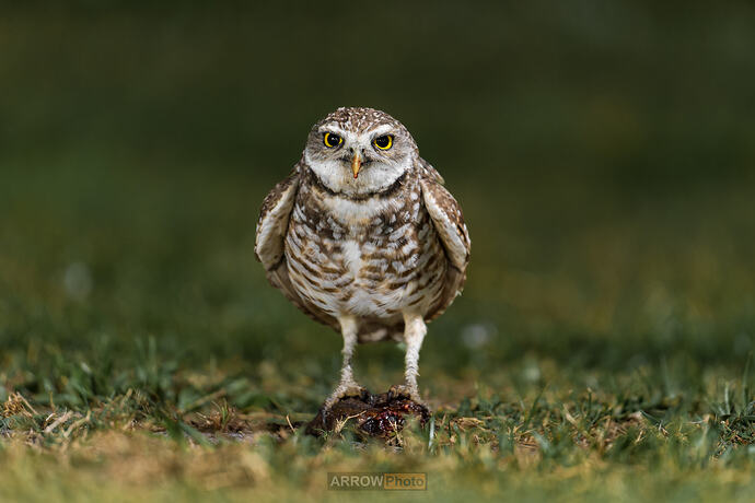 _DSC1391-ARW_DxO_DeepPRIMEXD