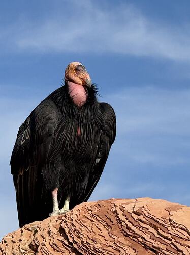 ed278e59d5b81f25fea9af9afa5a5cac