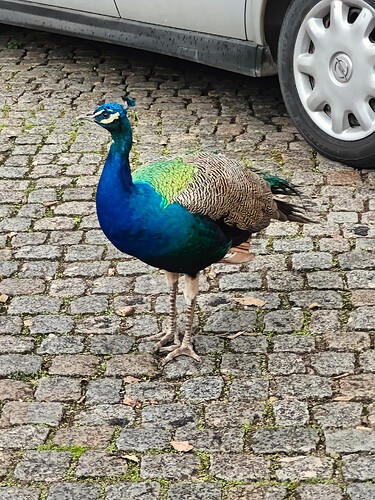 Peacock close-up