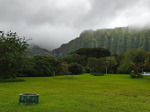 雨中植物园