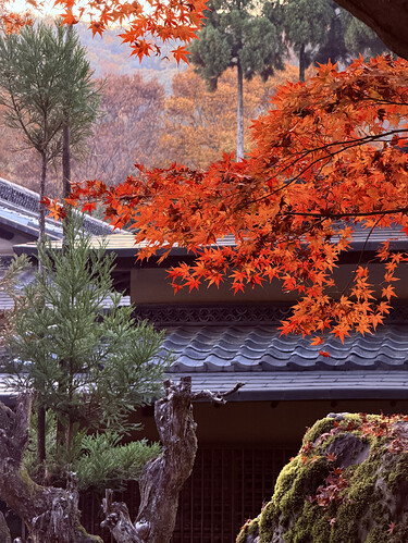 20251126 京都 Roku Kyoto酒店附近的花园 1.HEIC