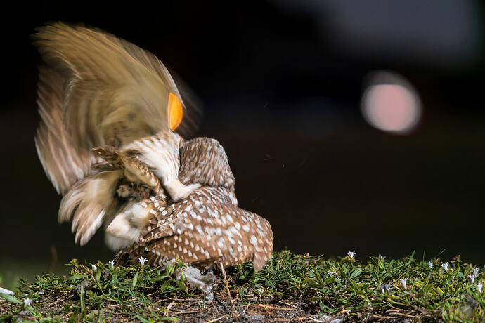 _DSC1195-ARW_DxO_DeepPRIMEXD