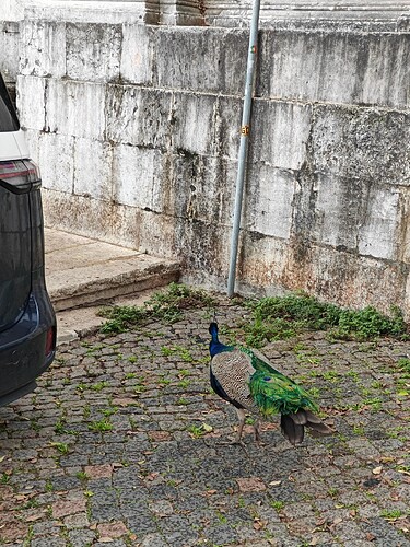 Peacock