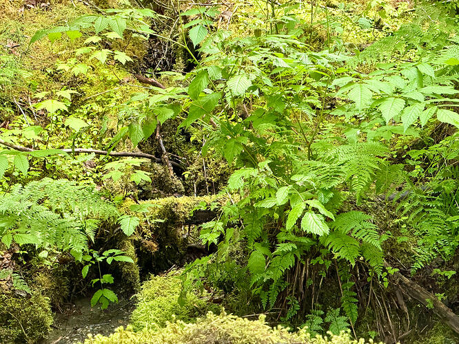 Nugget Falls Trail 小溪与苔藓