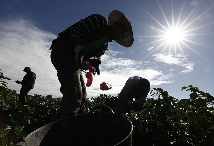 2022年，西班牙洛多萨的农民正在劳作。移民劳动力在农业、旅游业等领域发挥着关键作用。