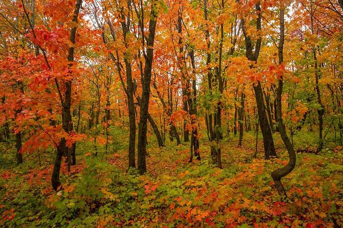 mmexport1726862639462