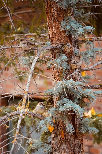 Telluride鎮上的麻雀