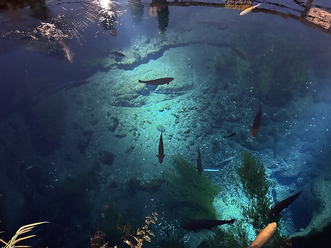 034A30A5-D15B-466D-9DB7-9FE3136DF9F4_1_105_c