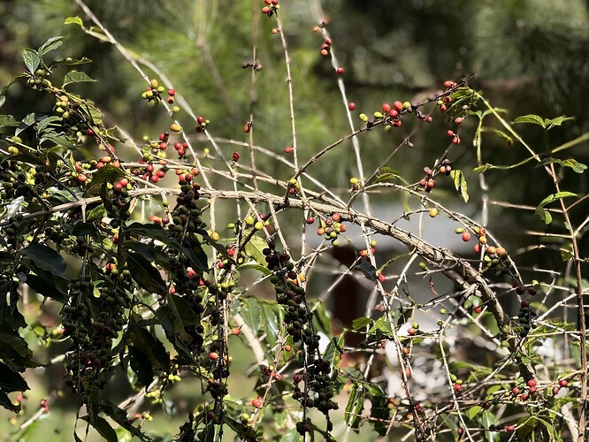 咖啡果树