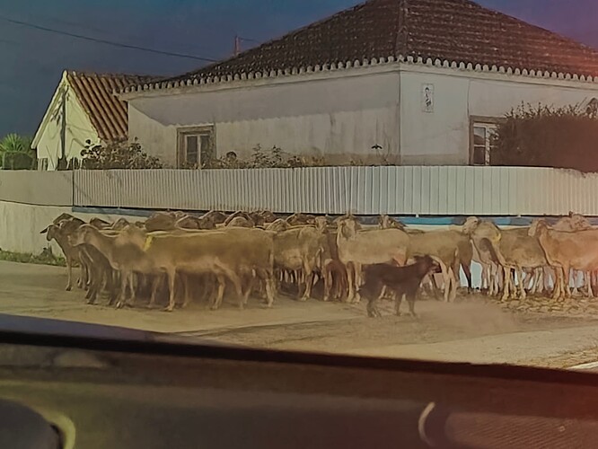 Goat/Sheep