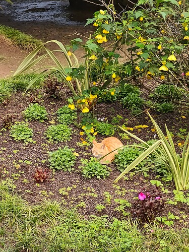Pena Palace Cat