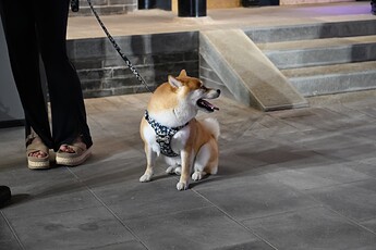 DSC_0224