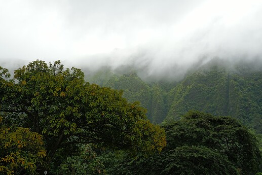 雨中植物园