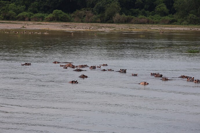 Hippo