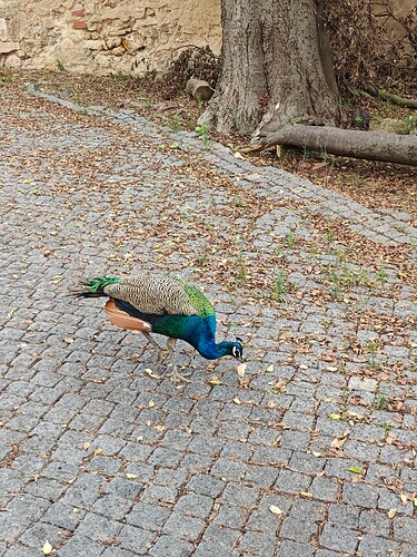Peacock in Sao Jorge Castle