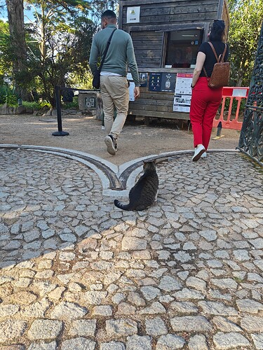 Montserrate Palace Cat