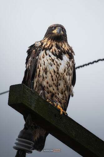 DSC07342-DxO_DeepPRIME XD2s-编辑